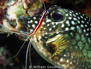 Smooth Trunkfish with Scarlet Striped Cleaner Shrimp at T... by William Goodwin 